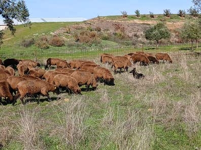 Ganaderia agricultura
