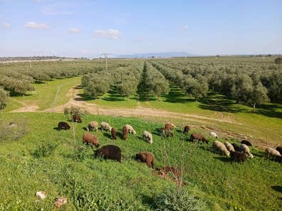 Ganaderia agricultura