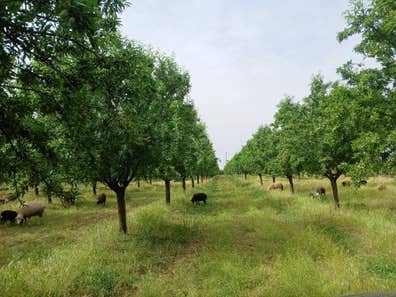 Ganaderia agricultura