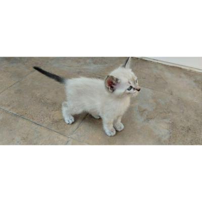 Se regala en adopción responsable gatito