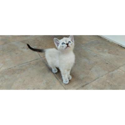 Se regala en adopción responsable gatito