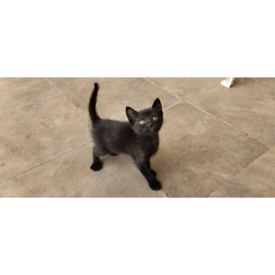 Se regala en adopción responsable gatito