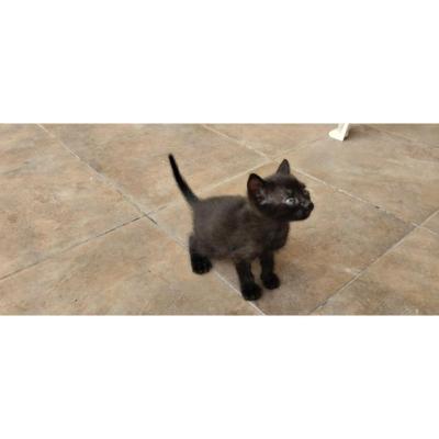 Se regala en adopción responsable gatito