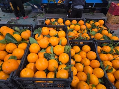 Cortadores de naranja.
