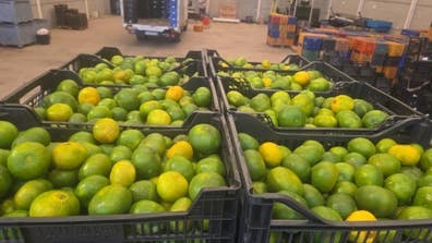 Cortadores de naranja.