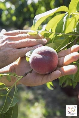 Se busca conductor para trabajo agrícola