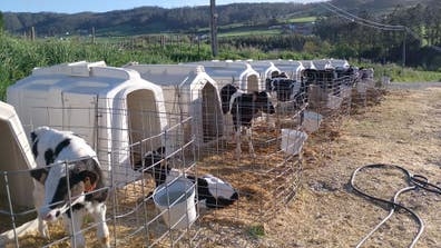 Personal para ganadería de vacas d leche