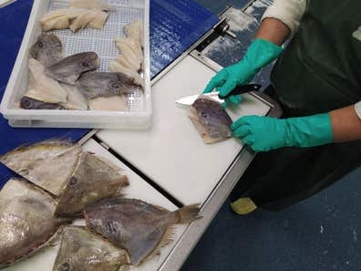 Personal de producción de pescado