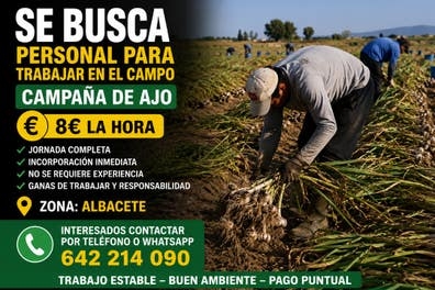 oferta de empleo , campaña de ajo