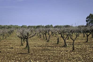 SE NECESITA CUADRILLA PARA PODA DE ALMEN