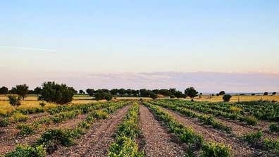 Se necesita personal para trabajo agríco