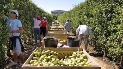 RECOLECTORES DE FRUTA