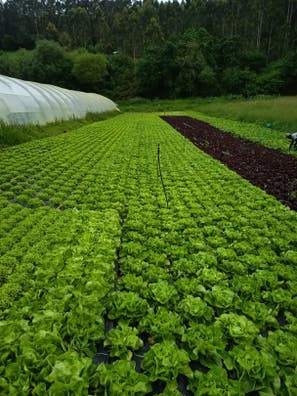 trabajo en FINCA AGRÍCOLA