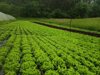 trabajo en FINCA AGRÍCOLA