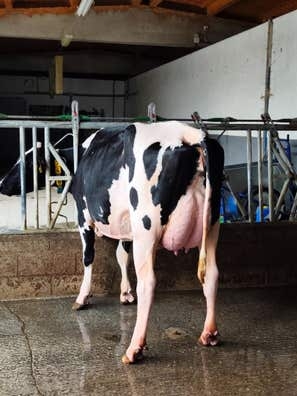 SE BUSCA PERSONAL PARA GRANJA DE VACAS