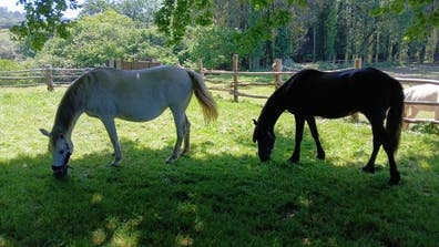 Se buscan voluntarios (caballos bombero)