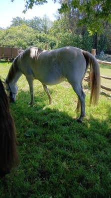 Se buscan voluntarios (caballos bombero)