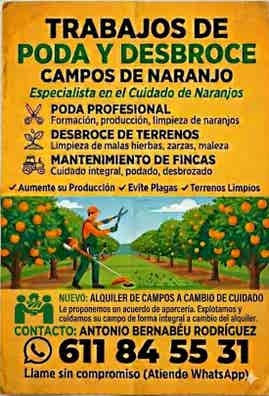 trabajos de poda de naranjos