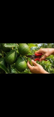 Cuadrilla para poda de aguacate