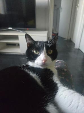 Acuerdo mensual para cuidado de gato
