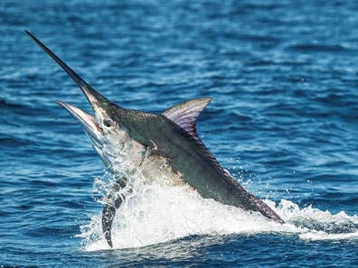 Se busca marinero