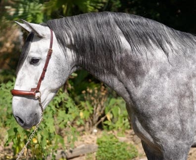 Cuidado caballos y finca