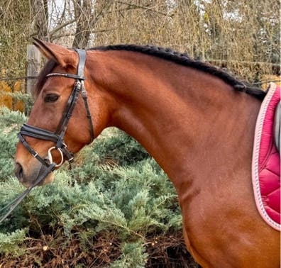 Cuidado caballos y finca