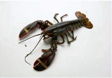 Puesto de trabajo de pescatero/a