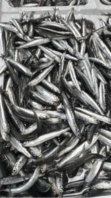 Oficial de pescaderia