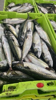 Oficial de pescaderia