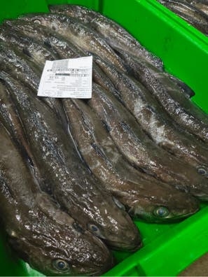 Oficial de pescaderia