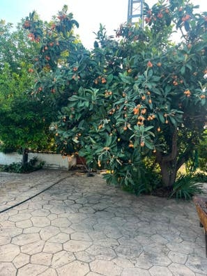 Mantenimiento campo en Ibi