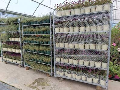 Peón agrícola en vivero de producción