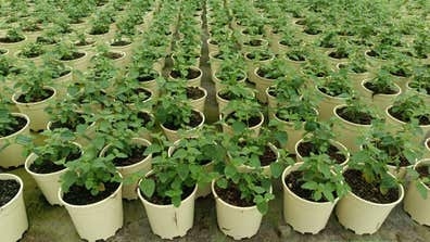 Peón agrícola en vivero de producción