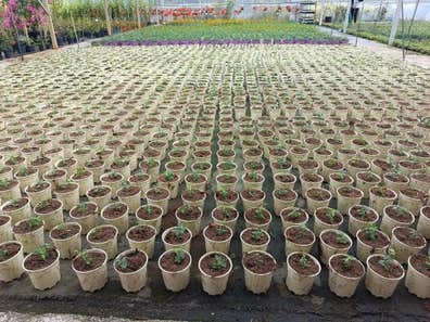 Peón agrícola en vivero de producción