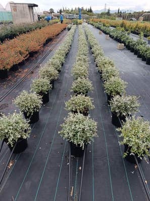 Peón agrícola en vivero de producción