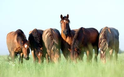 CUIDADOR/A DE CABALLOS - MOZO/A DE CUADR