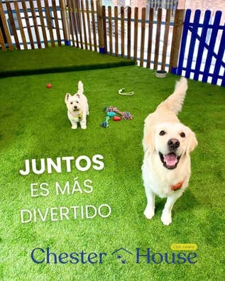 Guarderia canina de Noche