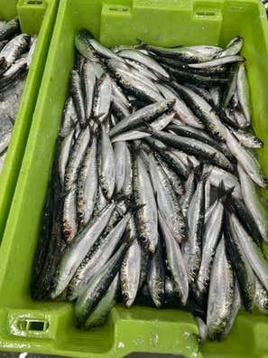 Buscamos Repartidor de pescaderia