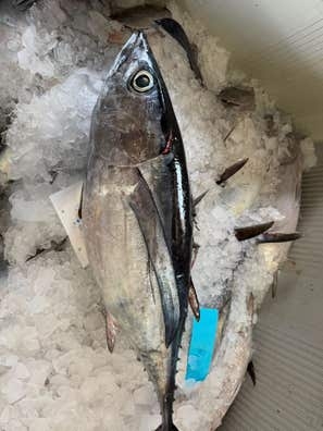 Buscamos Repartidor de pescaderia