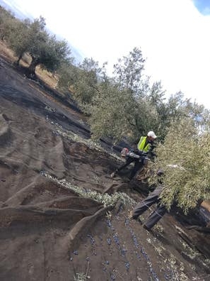 Agrocampo Petit