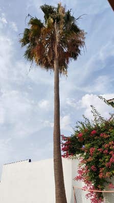 Podador en altura palmeras y árboles.
