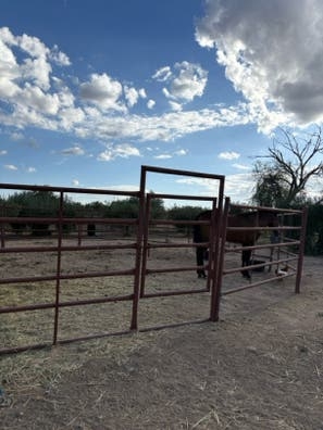 LOTE DE CANCILLAS