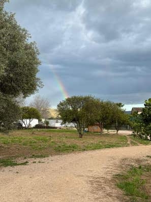 Cuidador/a de perros