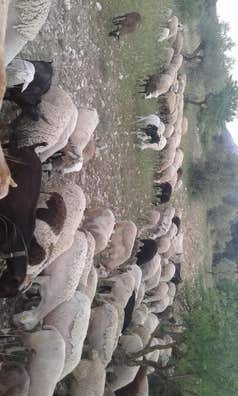 Busco mozo de cuadra