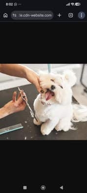 Peluquero/a canina Alicante