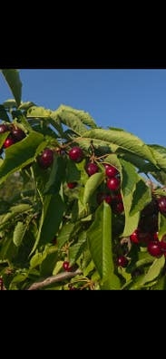 Recolectores de cereza CON EXPERIENCIA