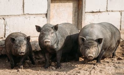 ¡BUSCAMOS OPERARIO/A DE GRANJA IBÉRICA e