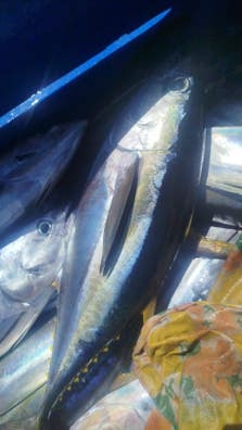 Se Busca Marinero para Barco de Pesca .