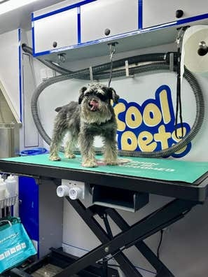 Peluquer@ para mascotas
